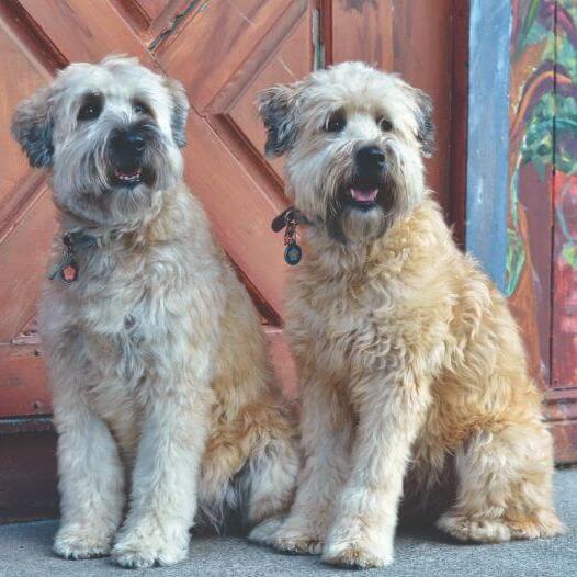 Coated terrier store